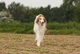 BARZOI 148